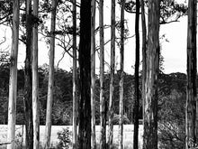 inspired by trees - gelli printing with earth pigments