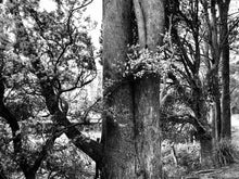 inspired by trees - gelli printing with earth pigments